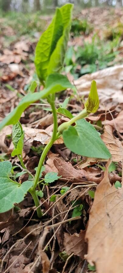 Aristolochia pallida flower
