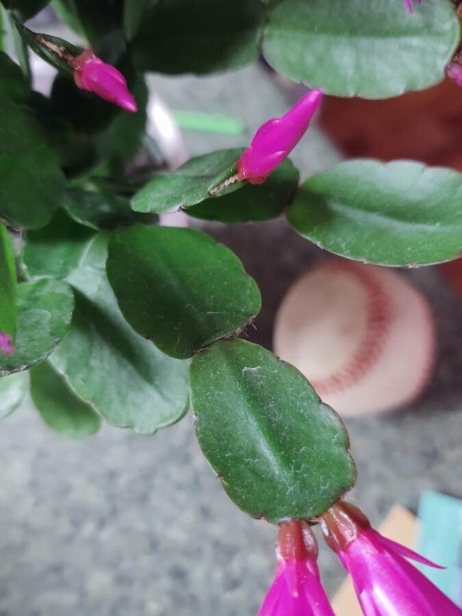 Hatiora gaertneri leaf