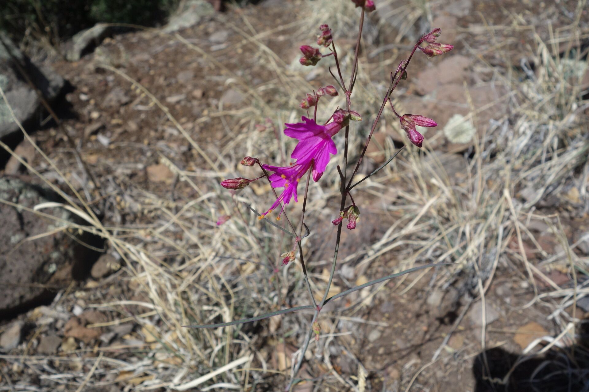 Mirabilis linearis flower