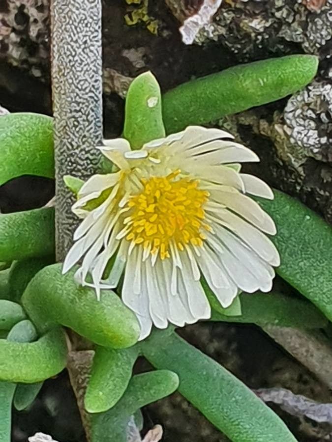 Delosperma nakurense flower
