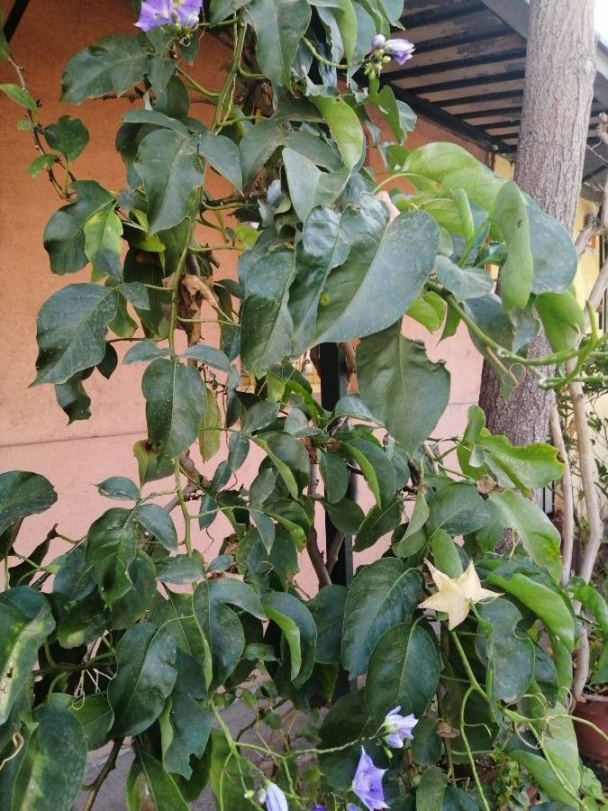 Solanum wendlandii — search result for 'northwest Africa'