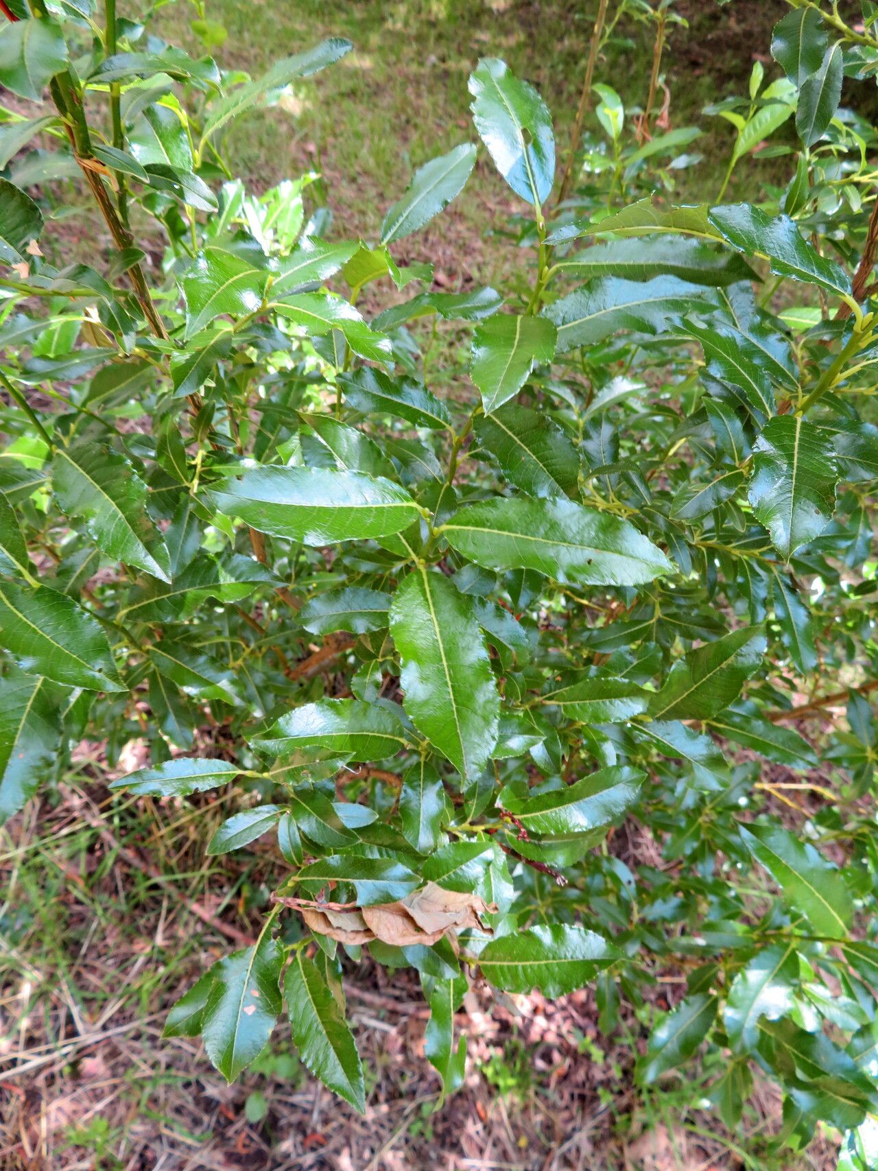 Salix waldsteiniana — houseplant care guide