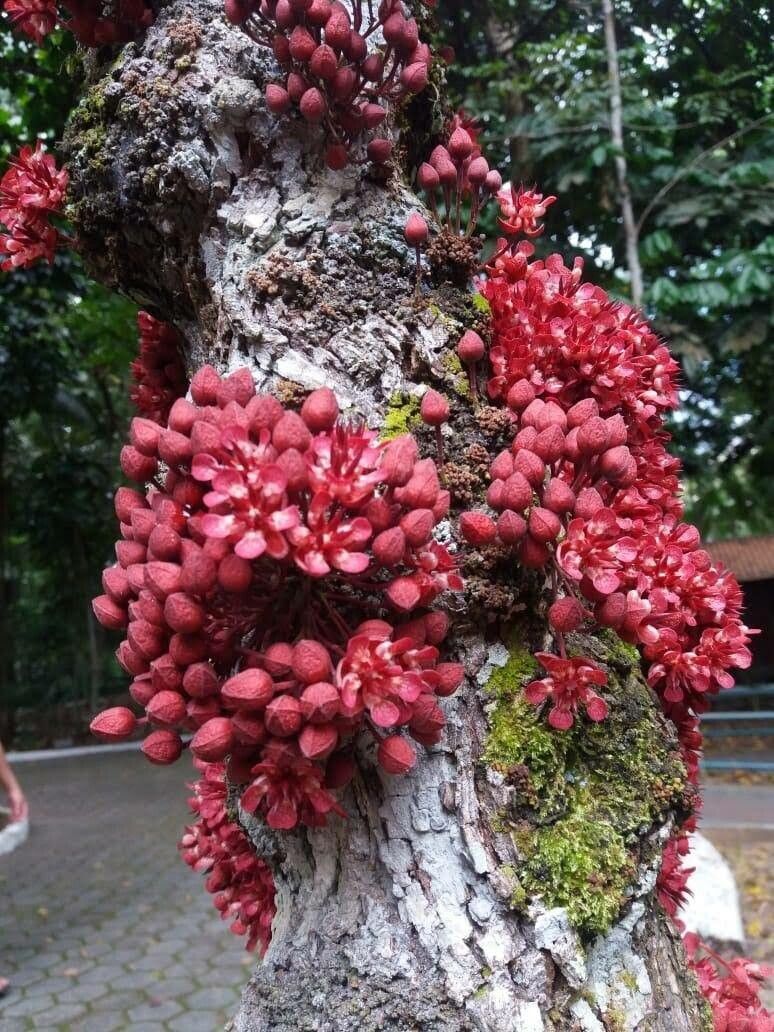 Theobroma speciosum flower