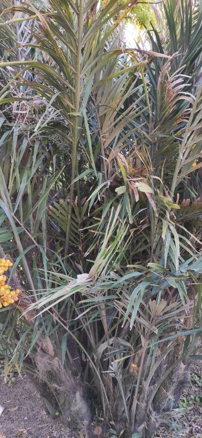 Arenga engleri habit