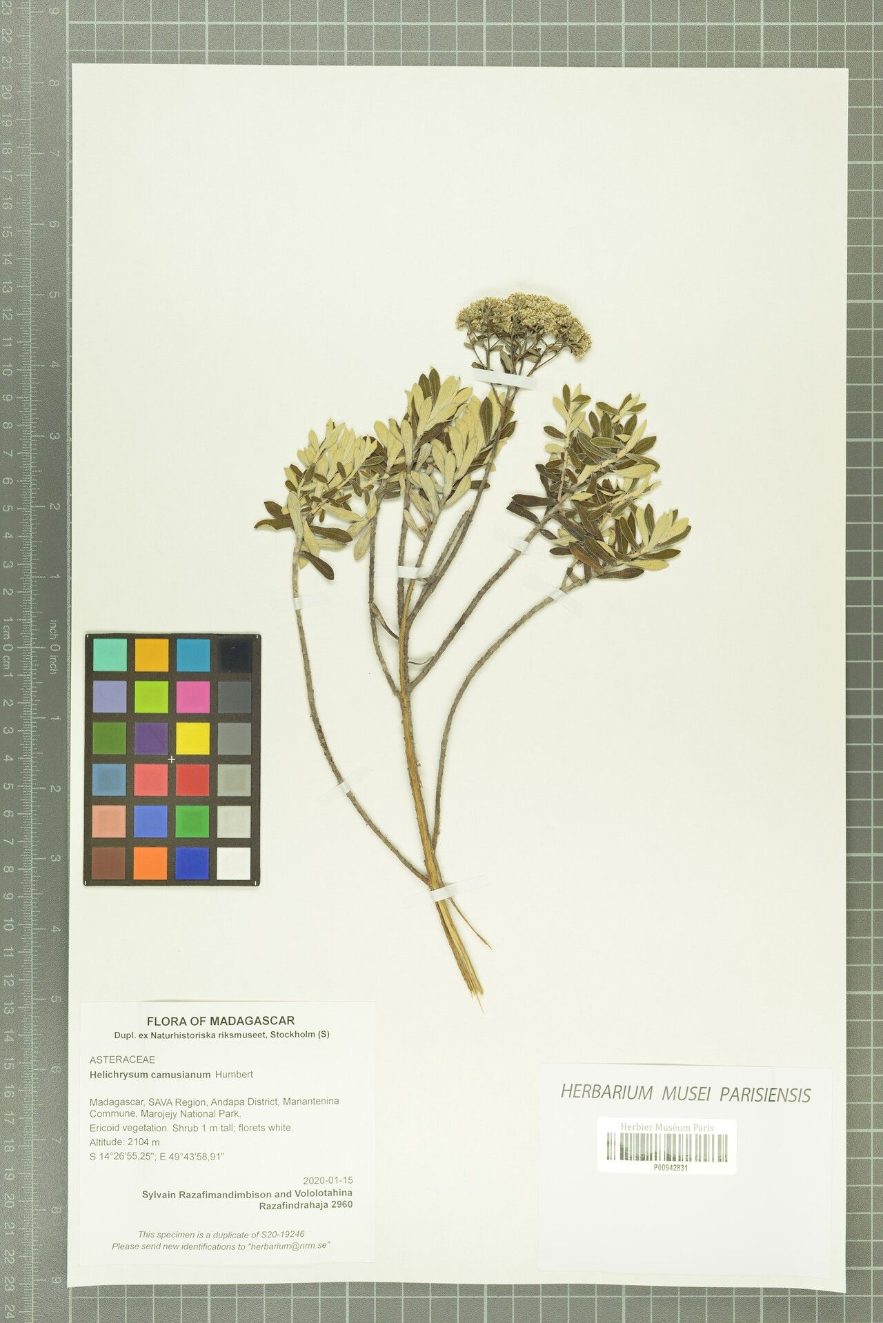 Helichrysum camusianum — houseplant care guide