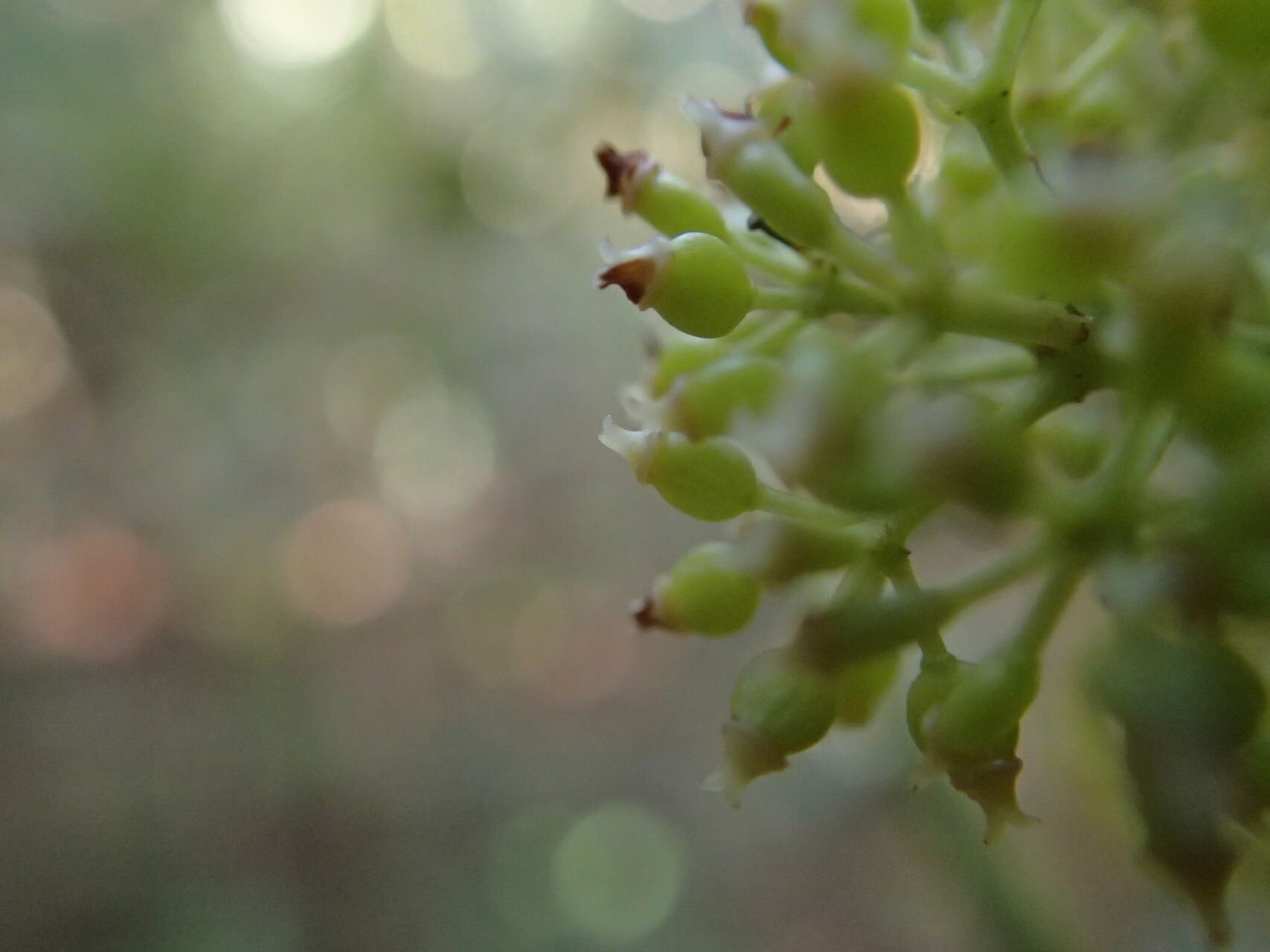 Polyscias cissodendron fruit