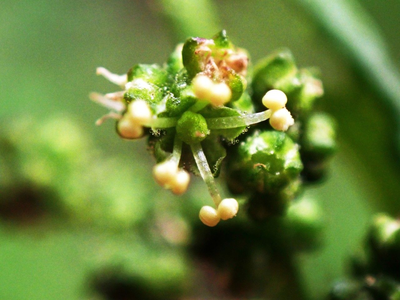 Mercurialis ambigua flower