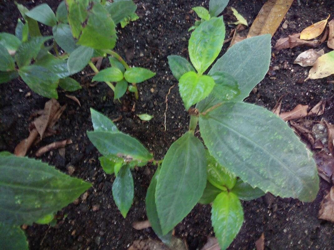 Pilea semidentata — search result for 'Pilea'