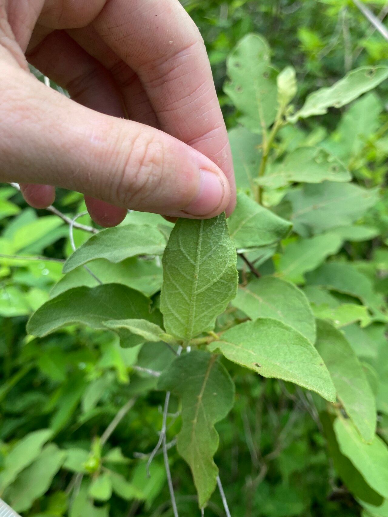 Solanum dasyanthum — houseplant care guide