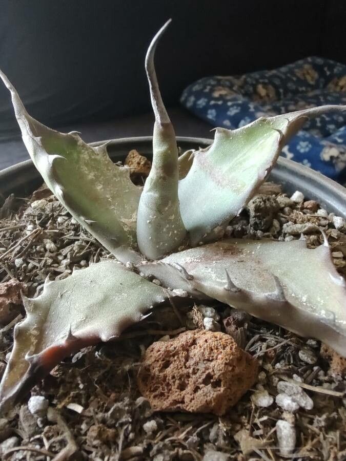 Agave marmorata leaf