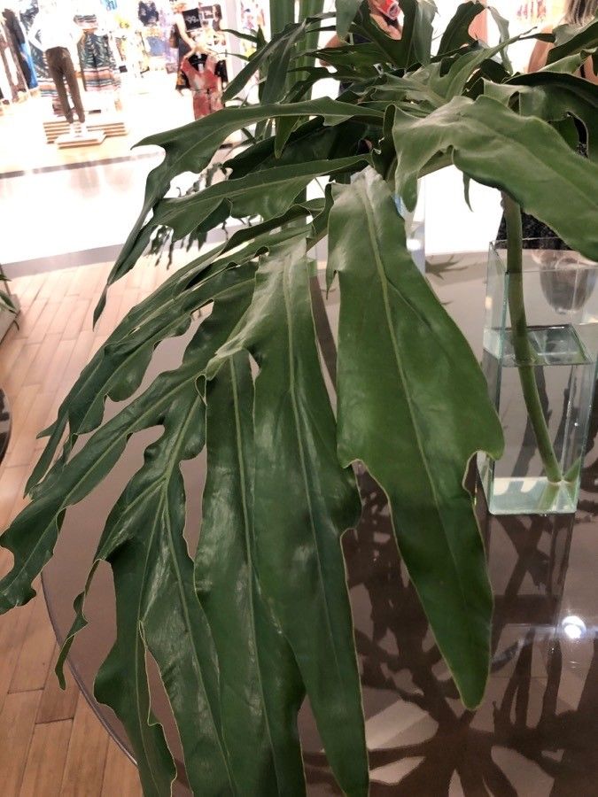 Philodendron sphalerum — search result for 'Philodendron'