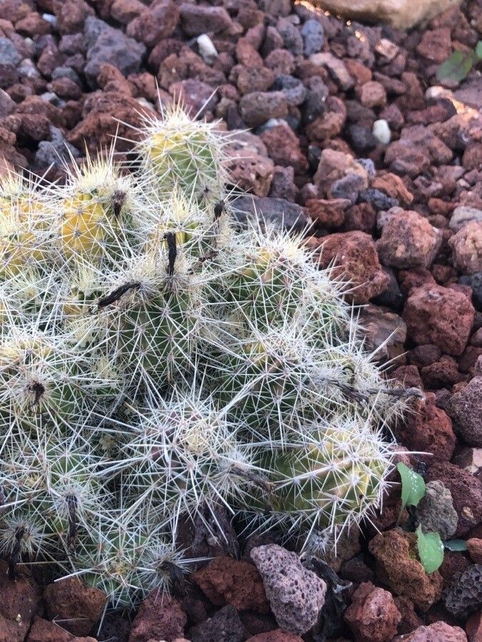 Echinocereus ortegae — search result for 'Echinocereus'