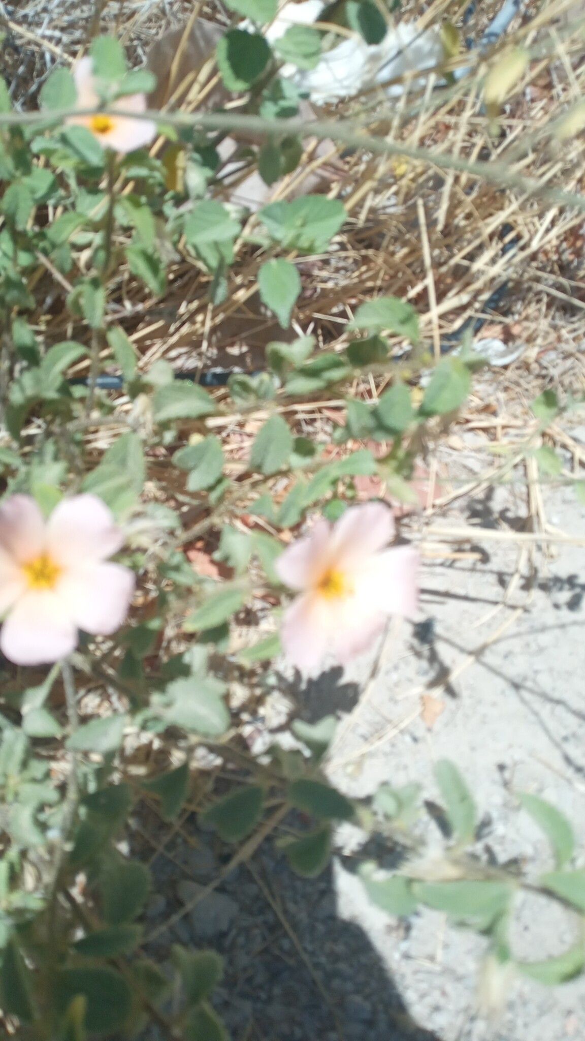 Piriqueta guianensis habit