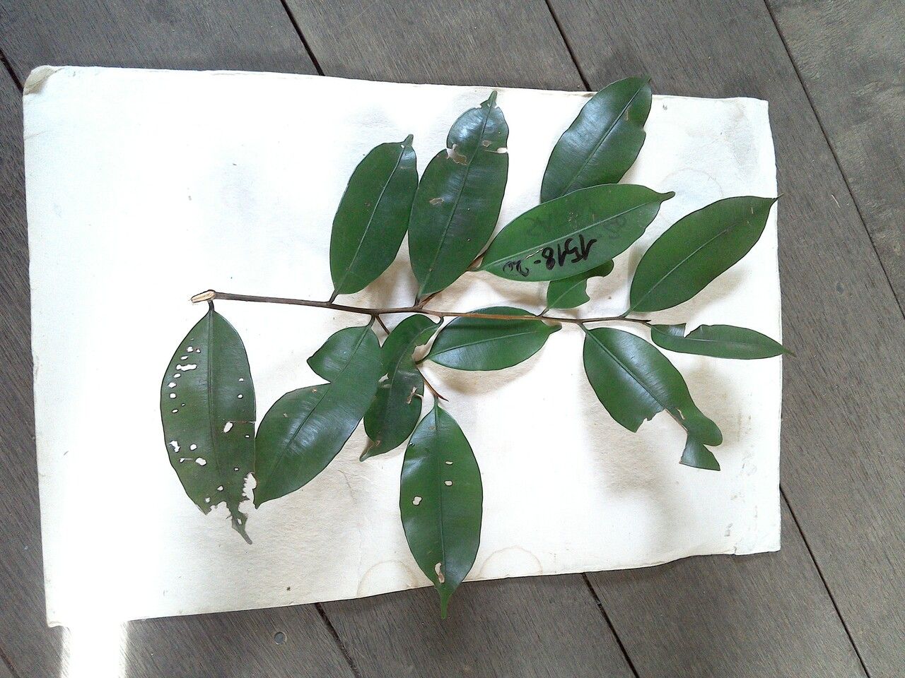 Micropholis egensis leaf