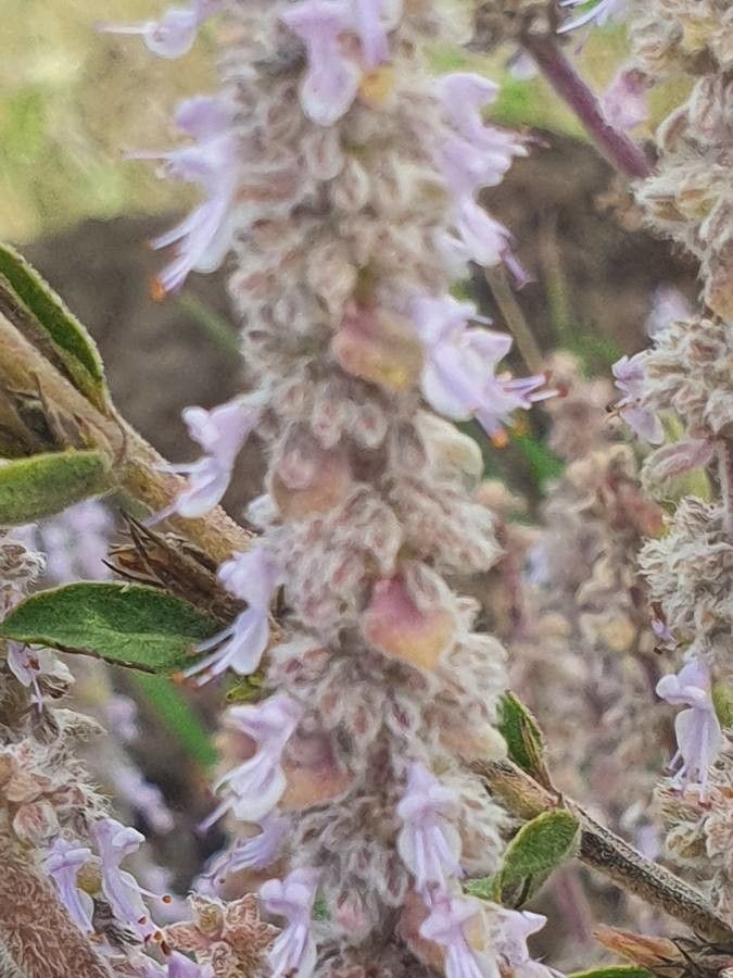 Aeollanthus densiflorus flower