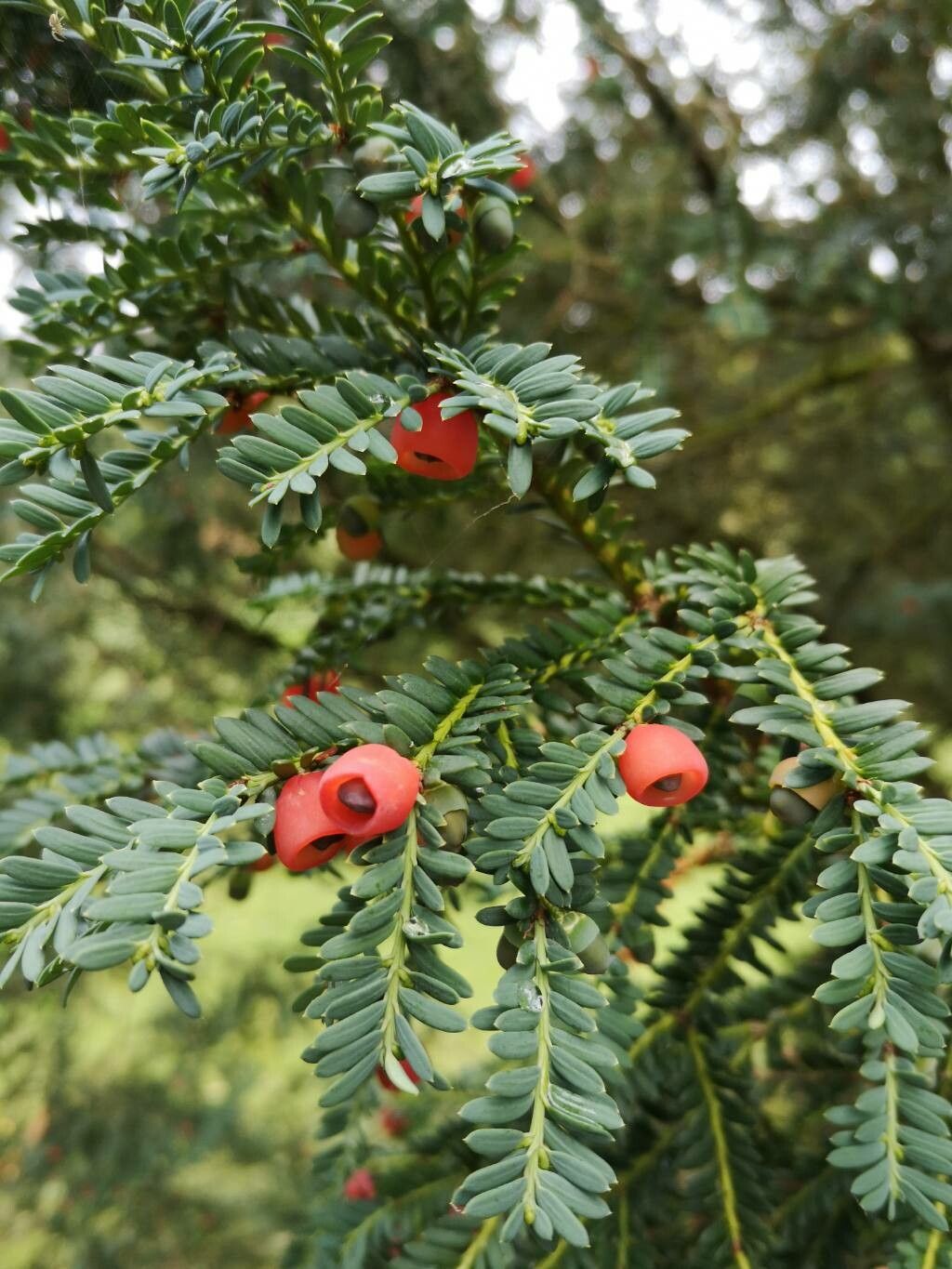 Taxus brevifolia flower
