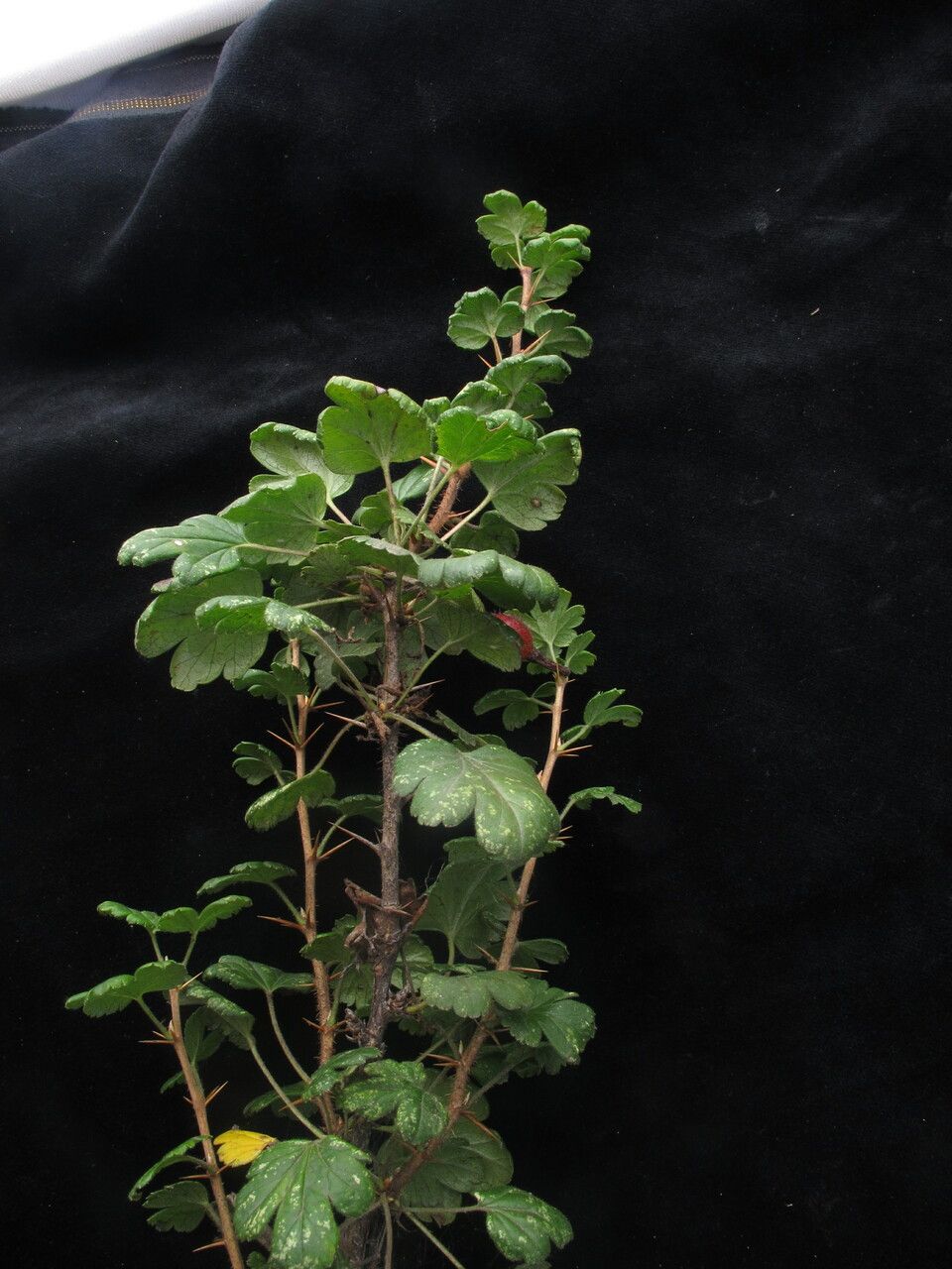 Ribes alpestre habit