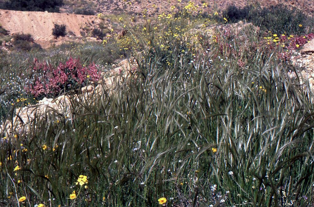 Stipa parviflora habit