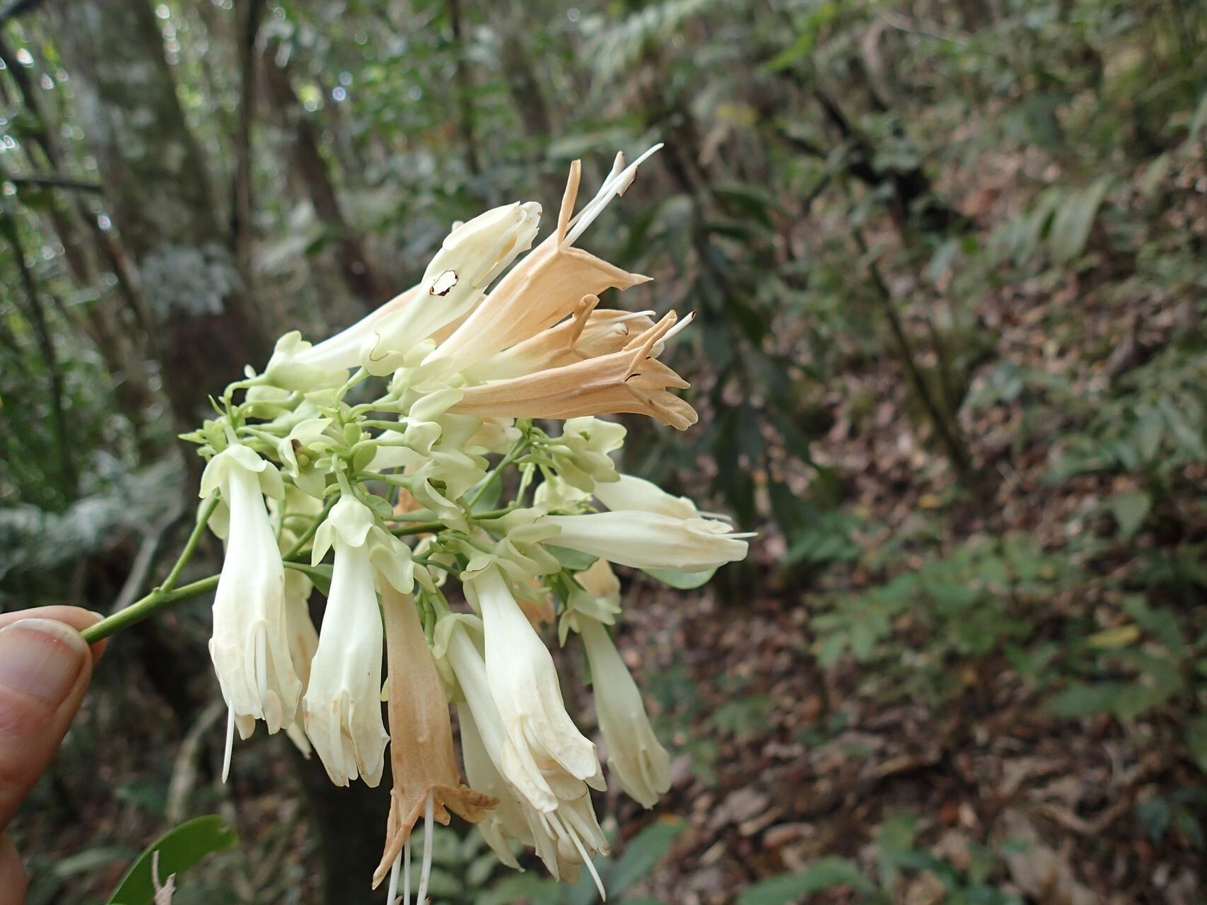 Oxera morierei flower