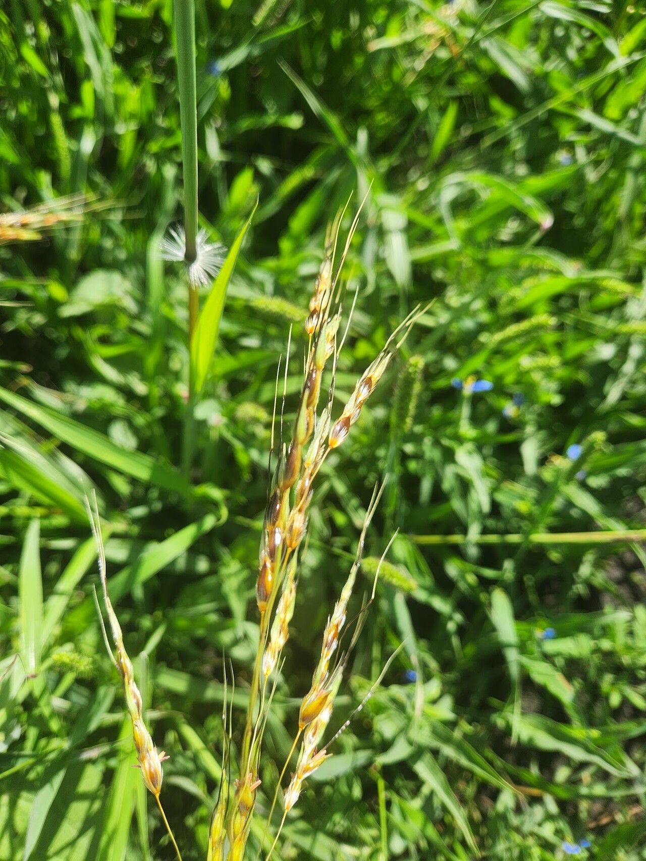 Sarga purpureosericea fruit