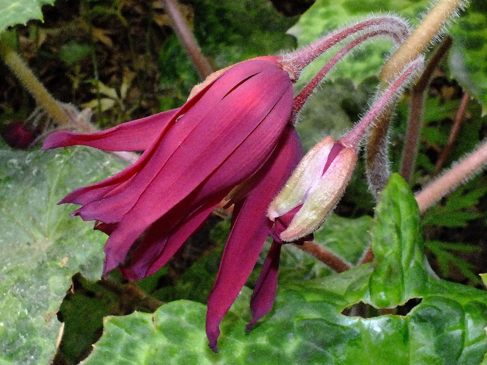 Podophyllum versipelle flower
