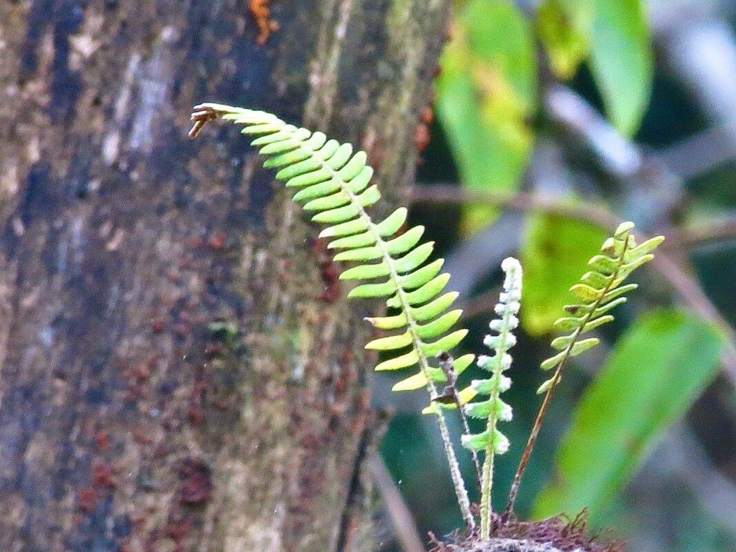 Pleopeltis bombycina leaf