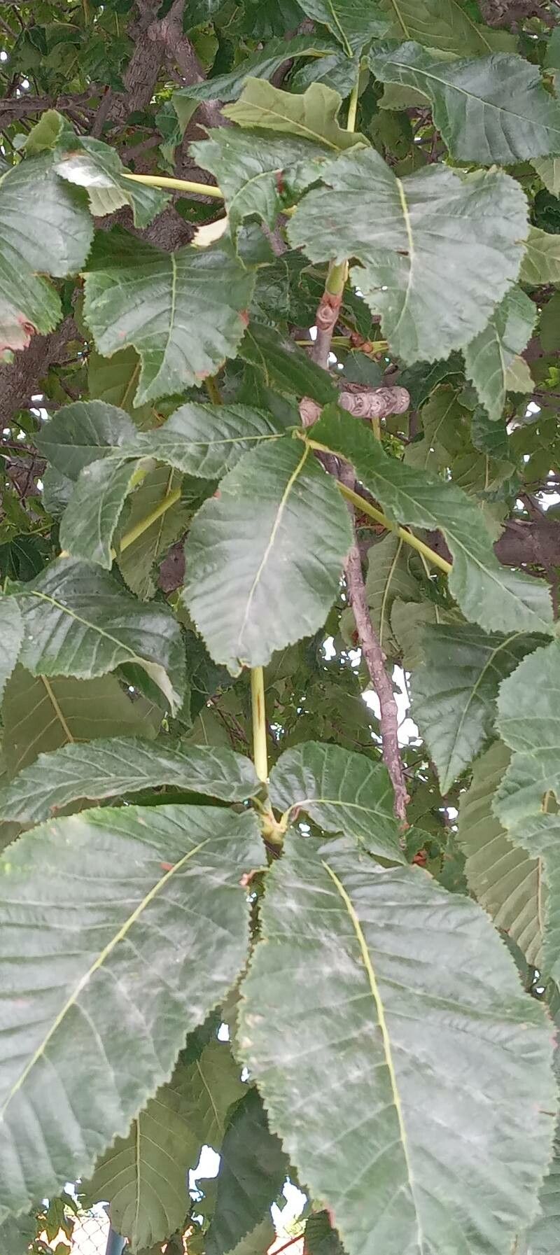 Aesculus × carnea — search result for 'Germany'