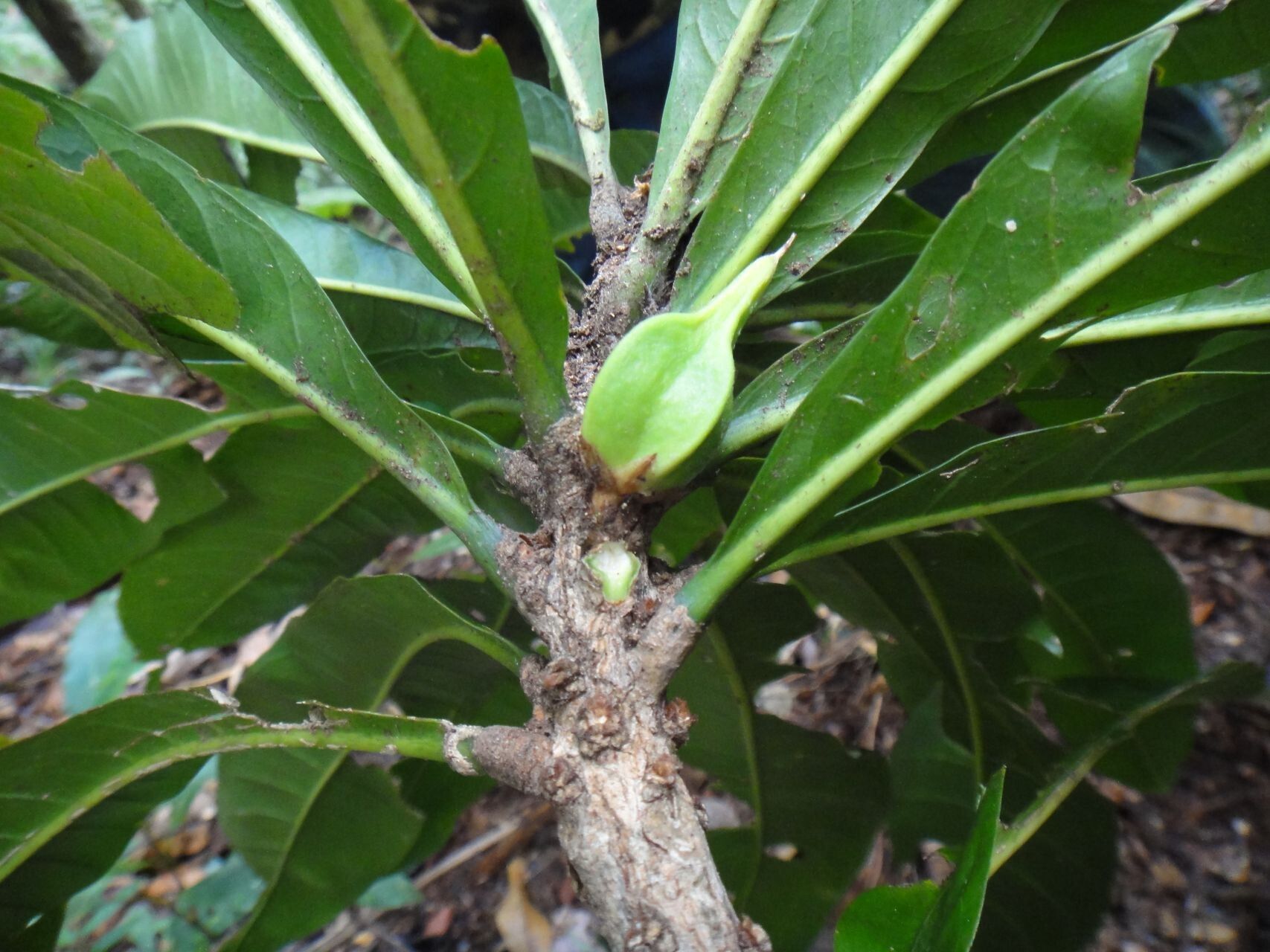 Planchonella pronyensis bark