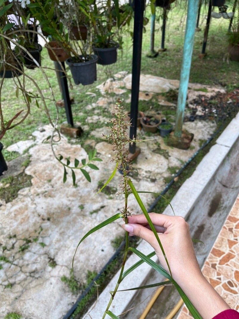 Scleria secans — houseplant care guide