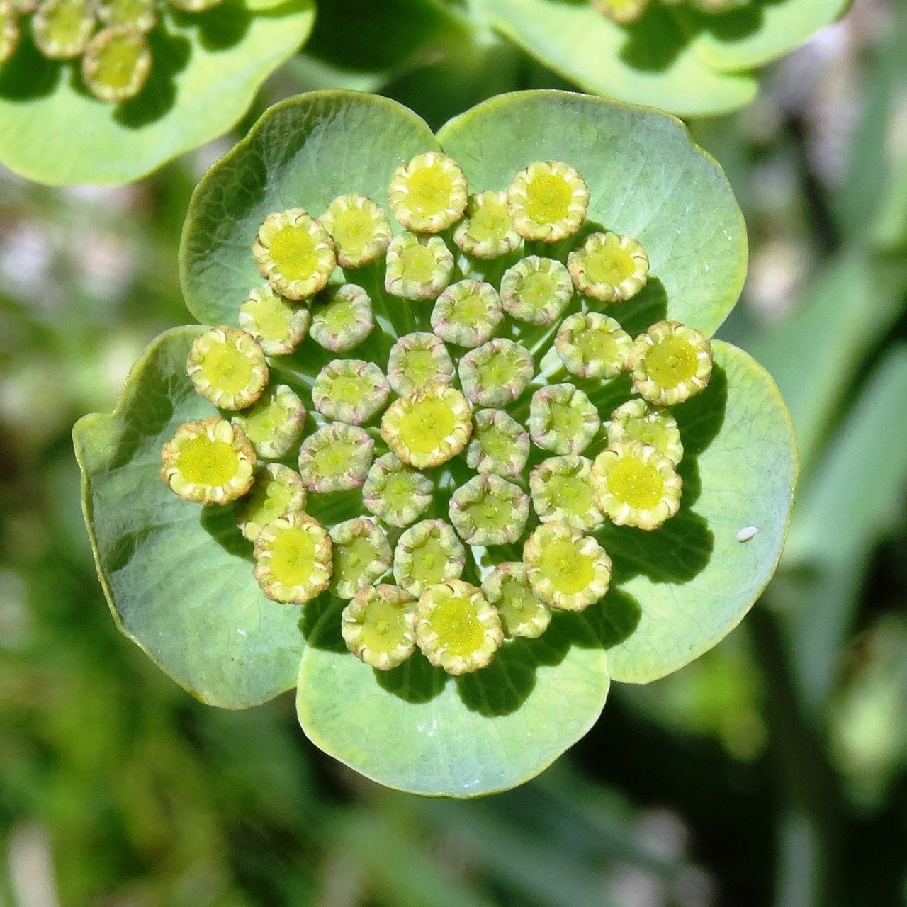 Bupleurum angulosum flower