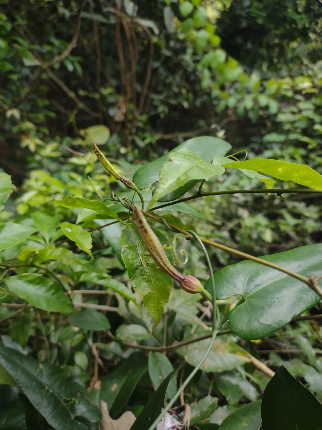 Aristolochia rugosa flower