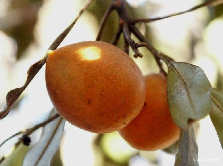 Ochrosia sevenetii fruit