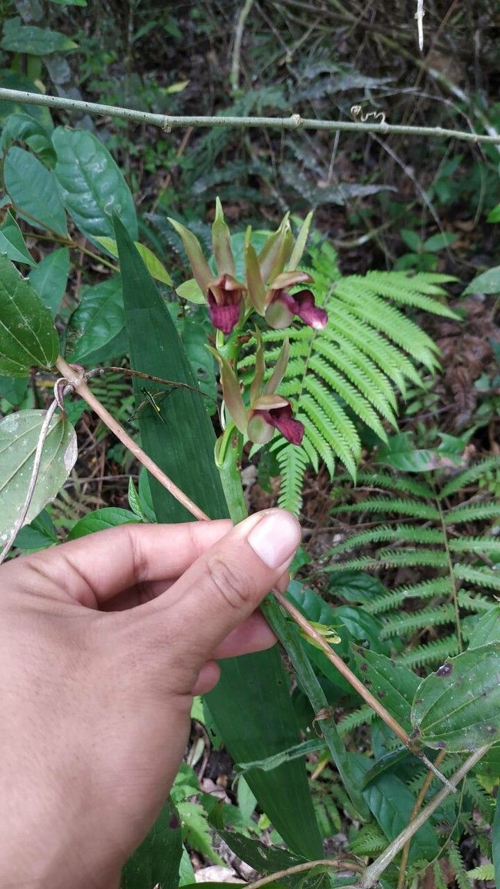 Eulophia alta flower