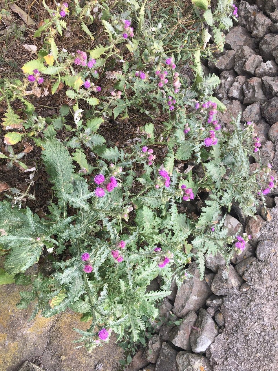 Carduus clavulatus habit