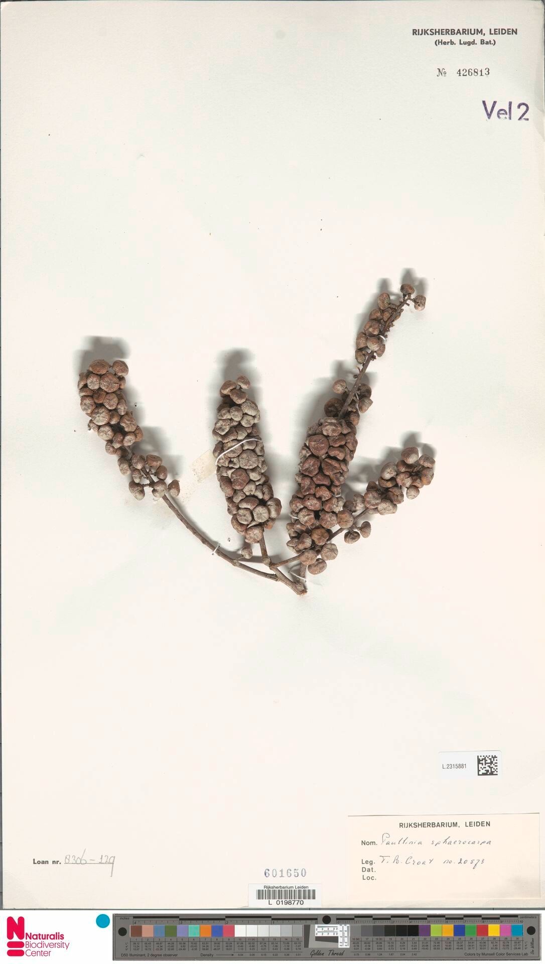 Paullinia sphaerocarpa fruit