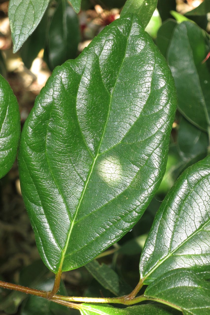 Viburnum suspensum leaf