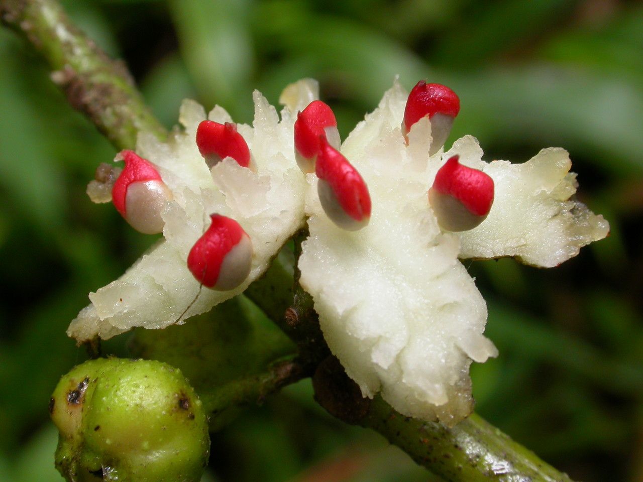 Siparuna glabrescens — houseplant care guide