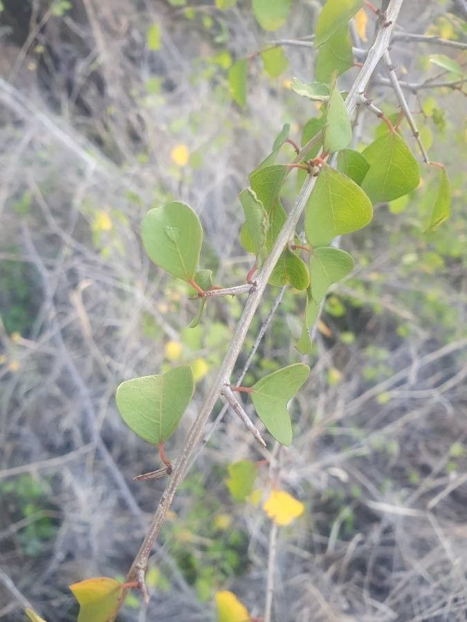 Flueggea virosa — search result for 'Phyllanthaceae'