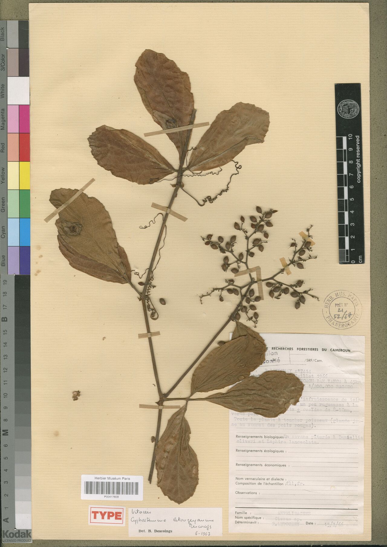 Cyphostemma letouzeyanum — houseplant care guide