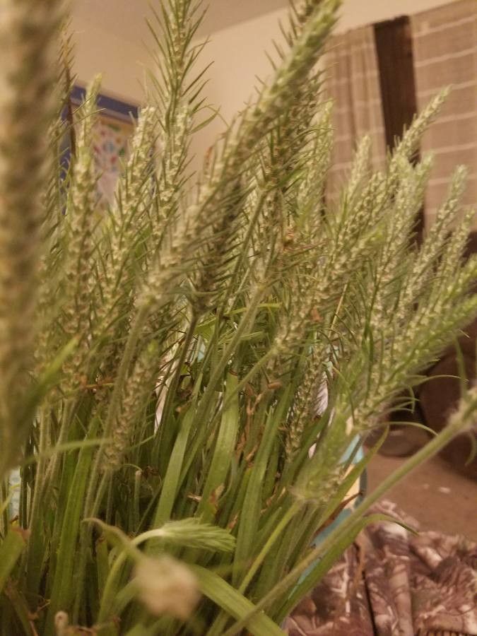 Plantago aristata leaf