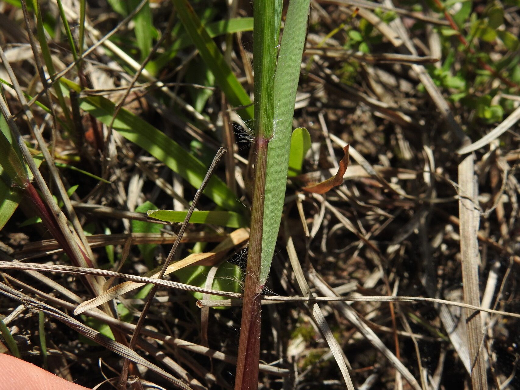 Eragrostis paniciformis leaf