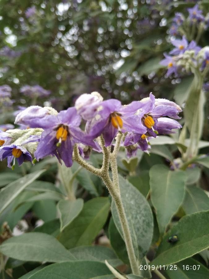 Solanum marginatum flower