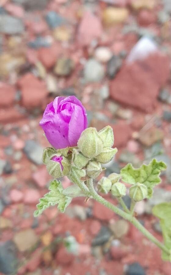 Sphaeralcea mendocina other