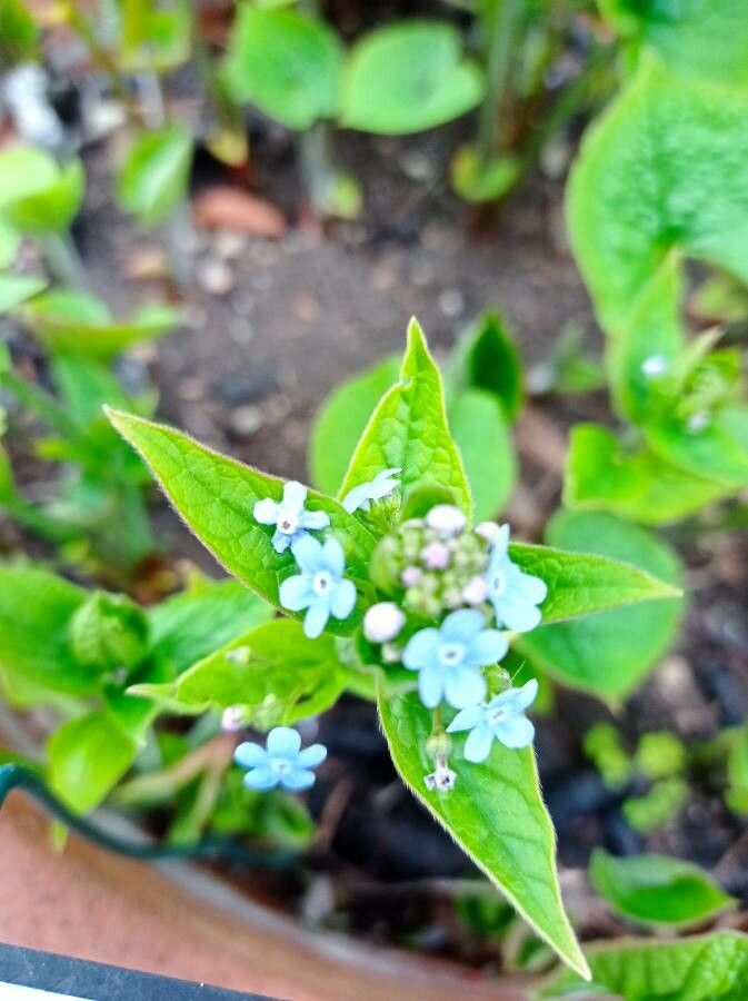 Brunnera sibirica flower