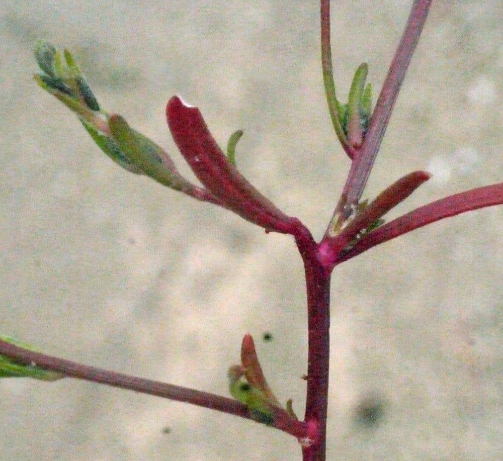 Corispermum declinatum other