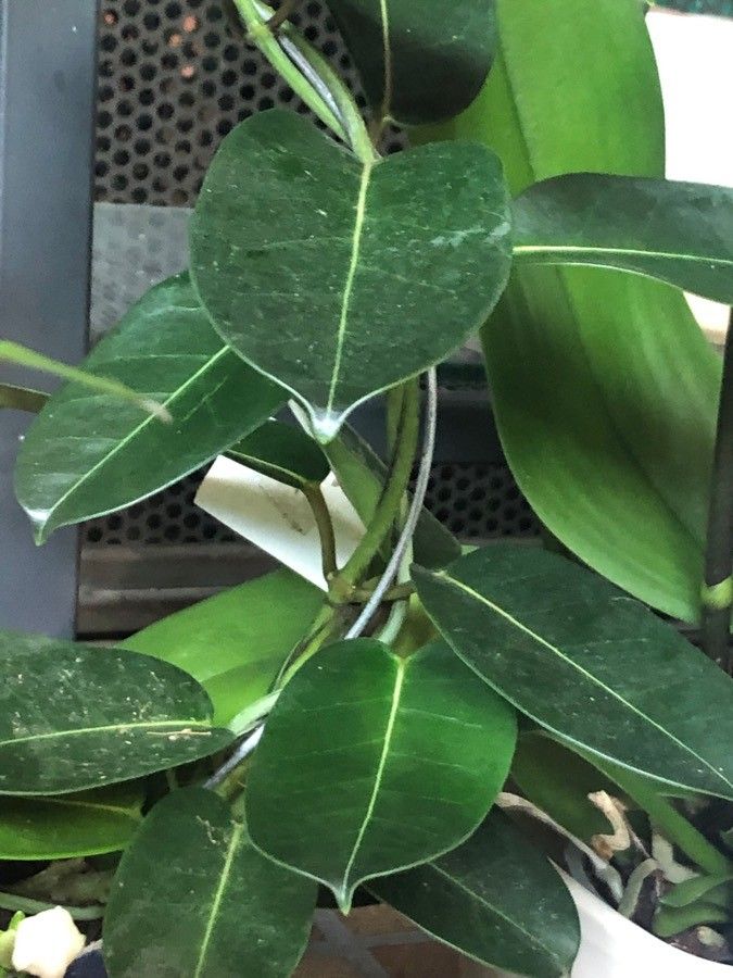 Dregea floribunda — related species from the same genus