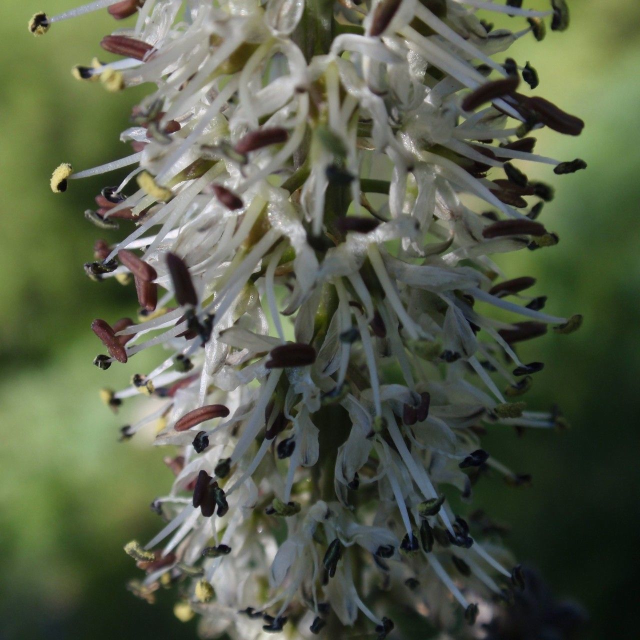 Hastingsia alba — related species from the same genus