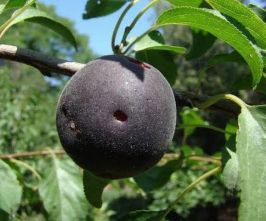 Prunus × dasycarpa — houseplant care guide