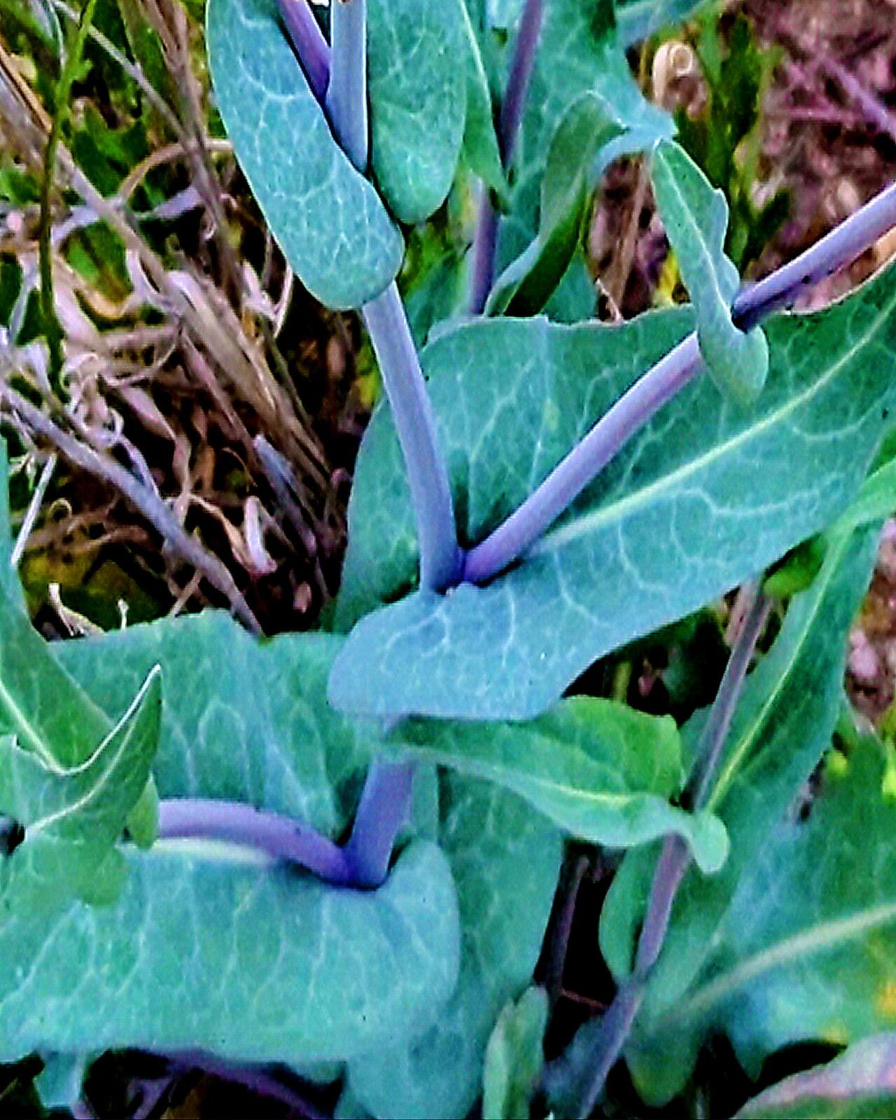 Streptanthus carinatus — houseplant care guide