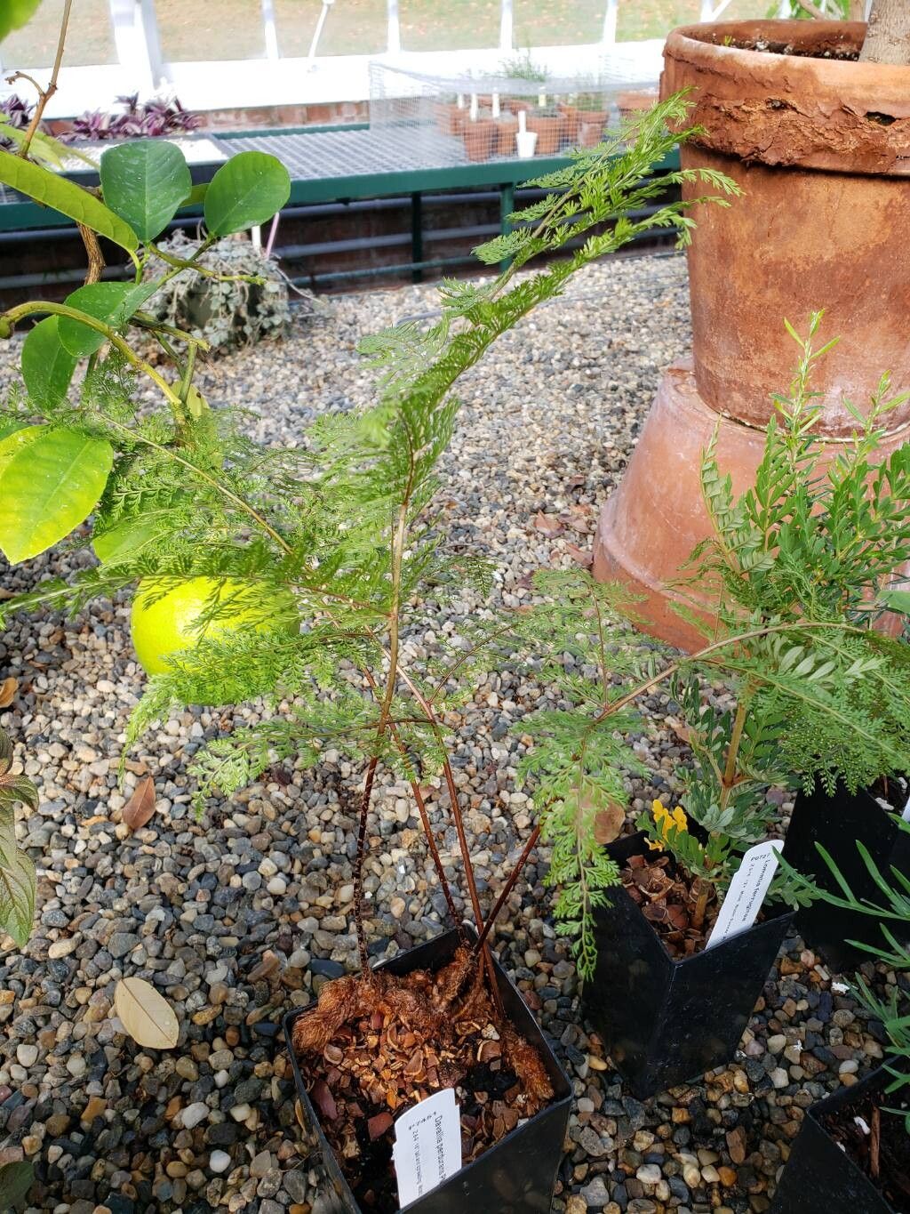 Davallia perdurans habit